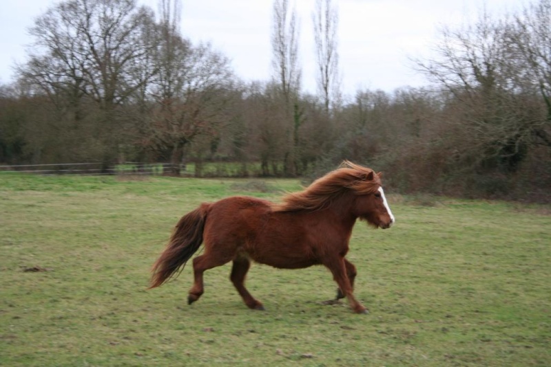 Cajou, ponette type welsh, terrorrisée  Img_5910