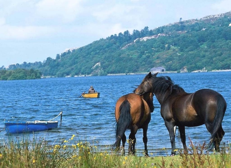 صور خيول ( سبحان الخالق ) 810