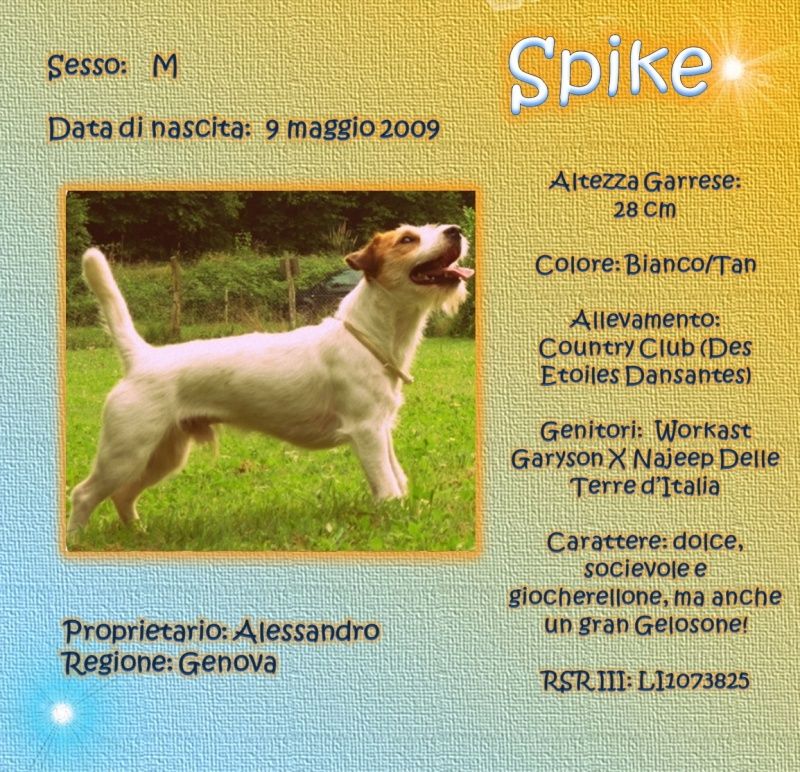 russell - SCHEDE DEI NOSTRI JACK RUSSELL 3 Spike10