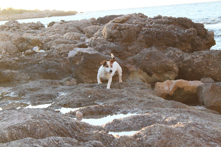 Paco e i suoi amici al mare :)  37828_10