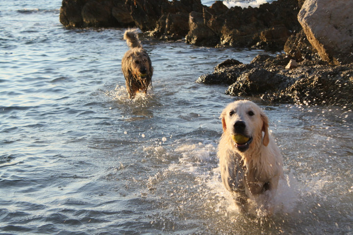 Paco e i suoi amici al mare :)  37831_10