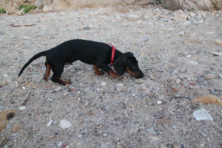 Paco e i suoi amici al mare :)  39181_11