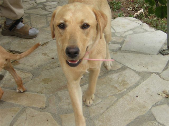 Phybie, jeune labrador 10-12 mois trouvée errante [Adoptée] Phybie10