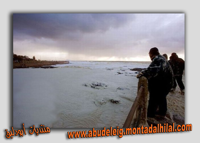 زبد البحر في شواطئ مدينة كيب تاون Zabad113