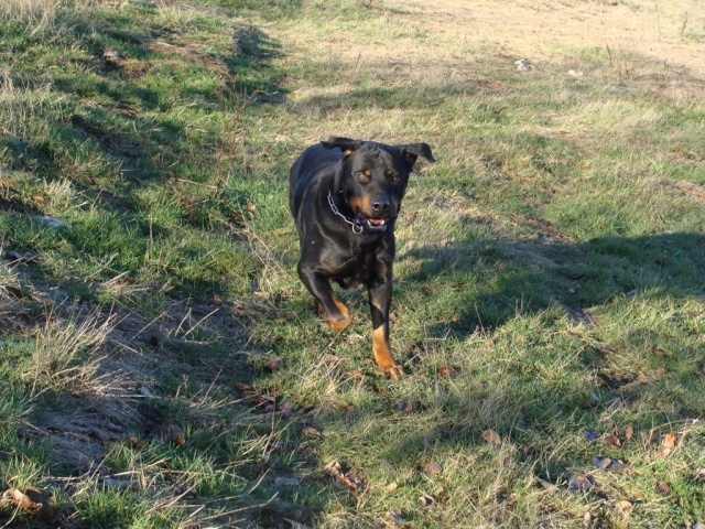 Pamuk ( X Rott ) Dsc03712