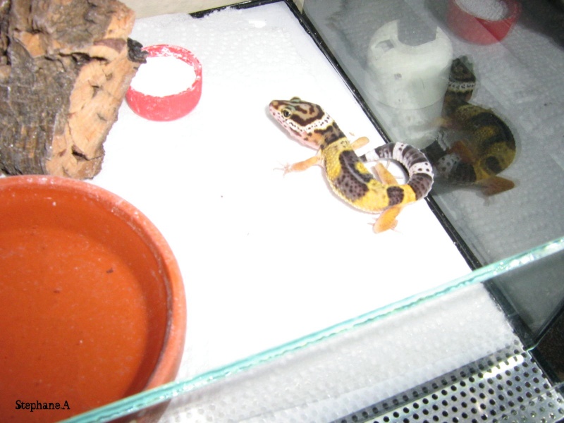évolution gecko léopard (de la naissance à ....) Phase high yellow Img_8111