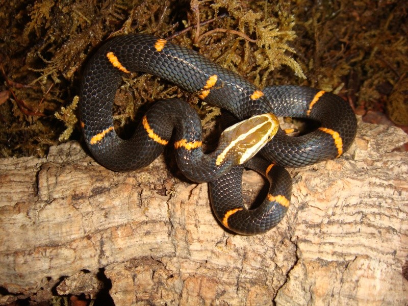 Azemiops feae (Black Head)  Dsc09510