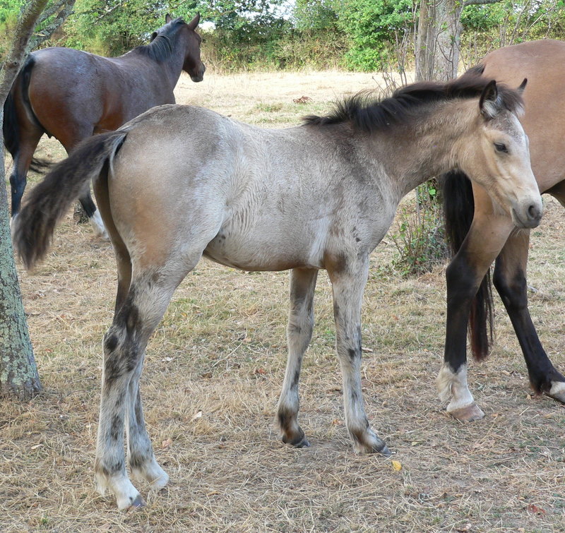 Elevage de Florent Chevaux et poneys de sport de couleurs - Page 3 P1110710