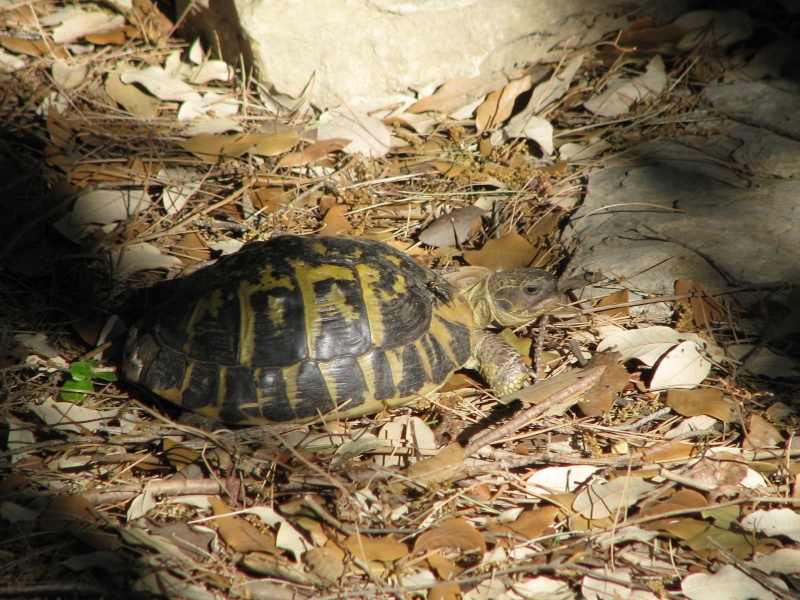 voici mon parc et quelqu'unes de mes tortues =) Img_1710