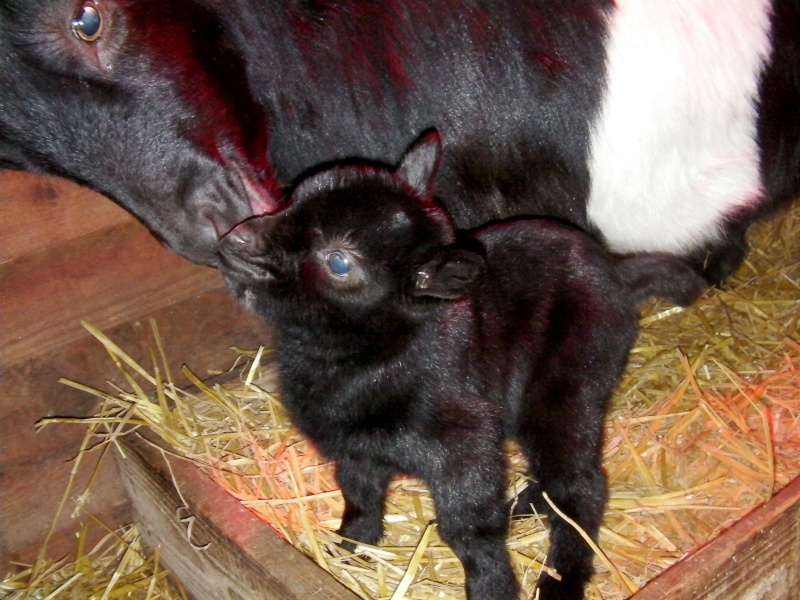 rosalie et son bb!et praline et son bb Sany0514