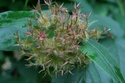 Koitèce arbuste : Kolkwitzia amabilis Img_0413