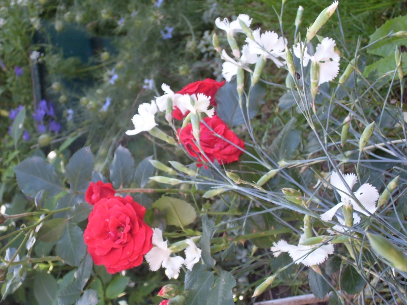 quelques fleurs de mon jardin Sdc10410