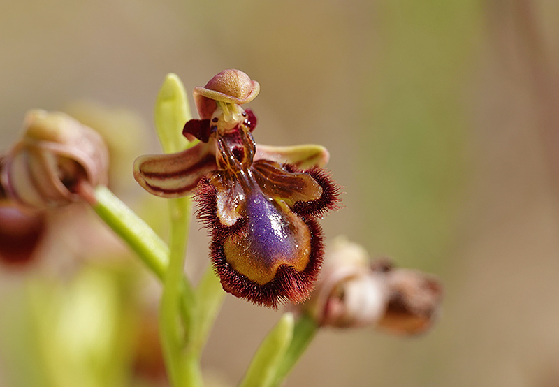 Désert des Bardenas [Navarre] Ophrys40