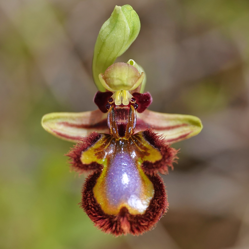 Désert des Bardenas [Navarre] Ophrys41