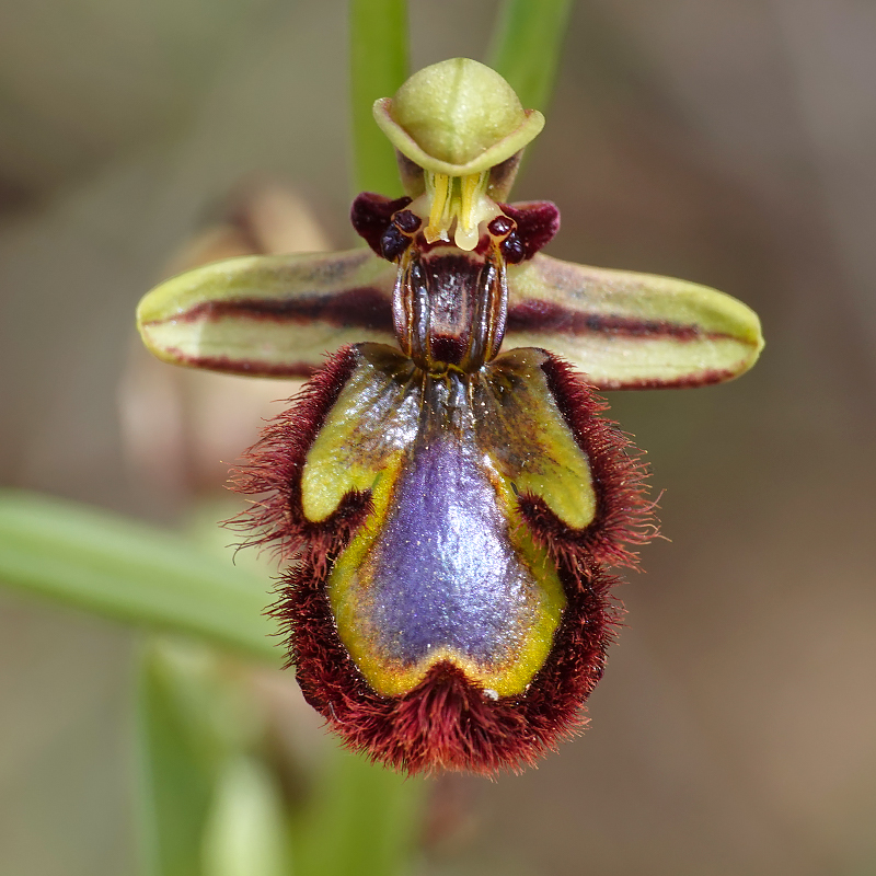 Désert des Bardenas [Navarre] Ophrys42