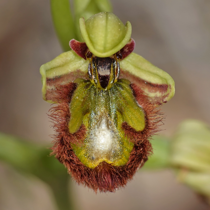 Désert des Bardenas [Navarre] Ophrys44