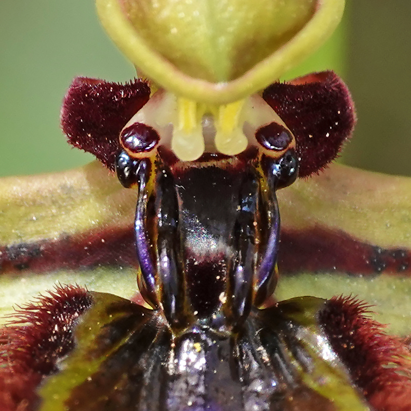 Désert des Bardenas [Navarre] Ophrys45