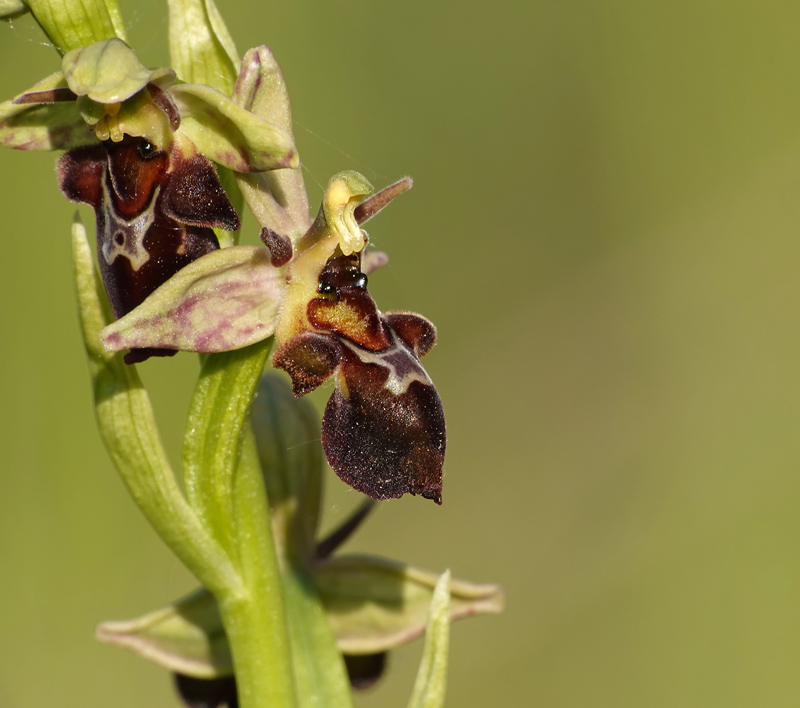 Ophrys insectifera x scolopax (x nelsonii) Scolo_10