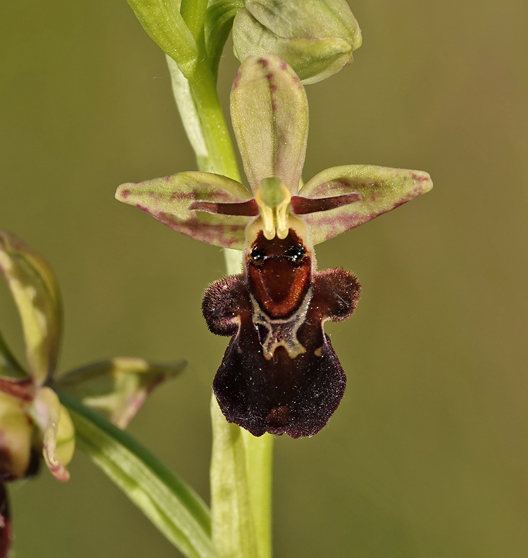 Ophrys insectifera x scolopax (x nelsonii) Scolo_12