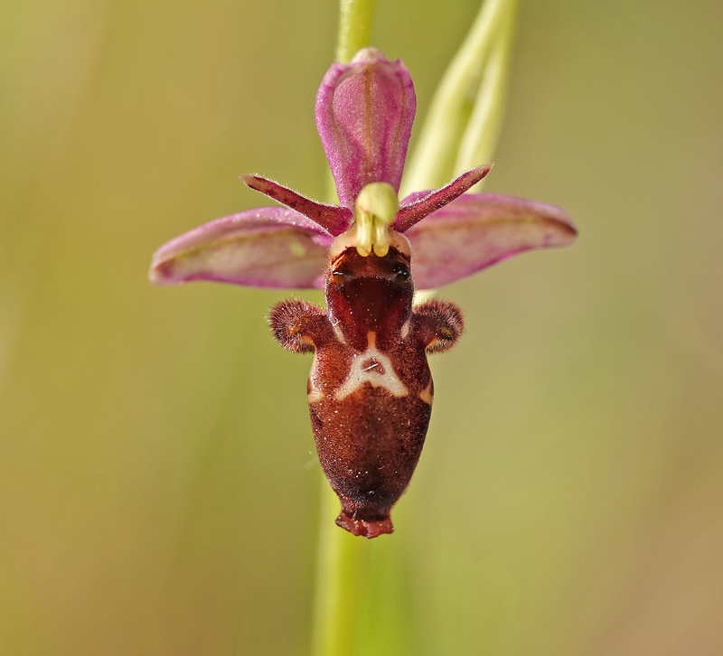 Ophrys insectifera x scolopax (x nelsonii) Scolo_13