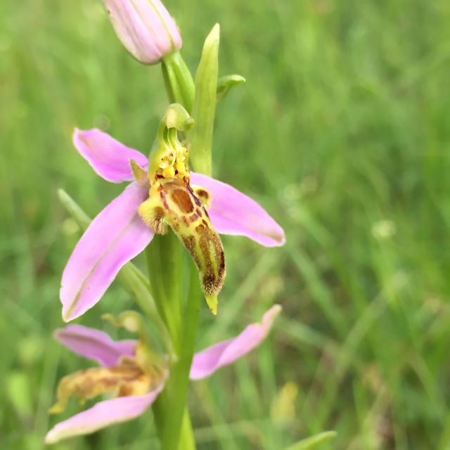 Ophrys apifera var. trollii & co. Trolli15