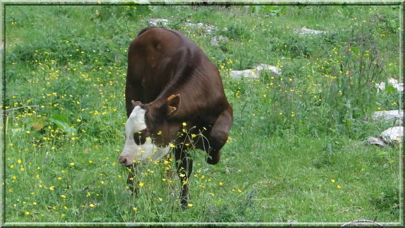 DES VACHES, DES VACHES, ENCORE DES VACHES.......... - Page 4 Dsc05612