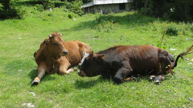 DES VACHES, DES VACHES, ENCORE DES VACHES.......... - Page 4 Dsc05616