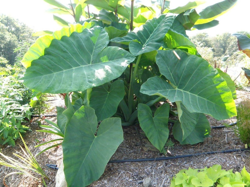 un colocasia qui n'en serait pas un..... Coloca10