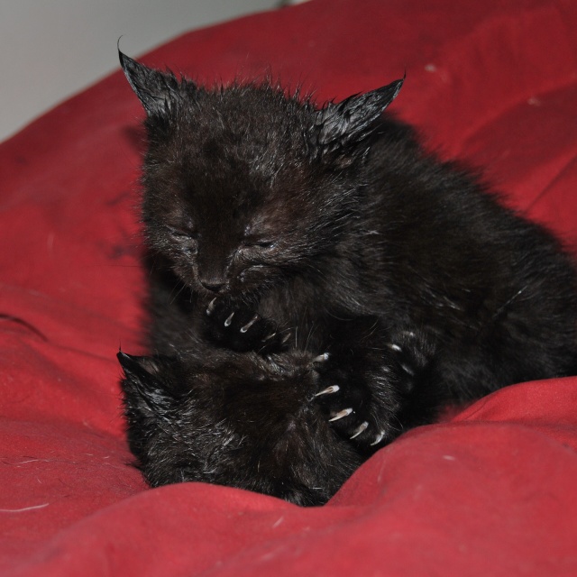 2 petits chatons males a adopter ! 64 pau Photo327