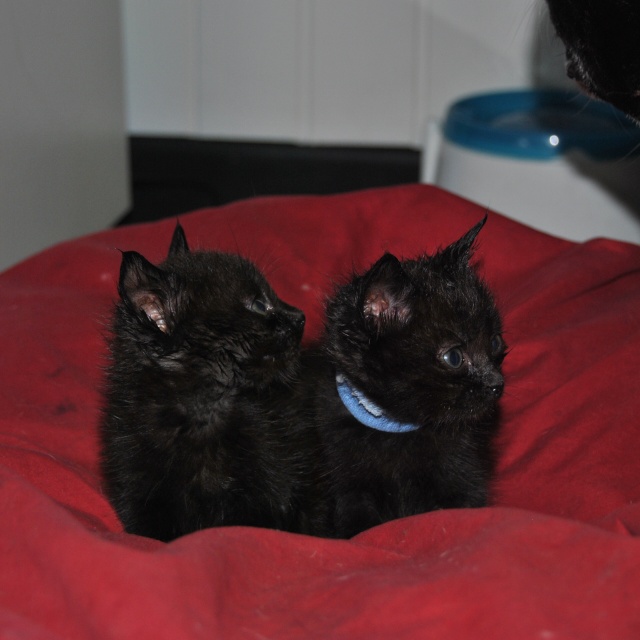 2 petits chatons males a adopter ! 64 pau Photo329