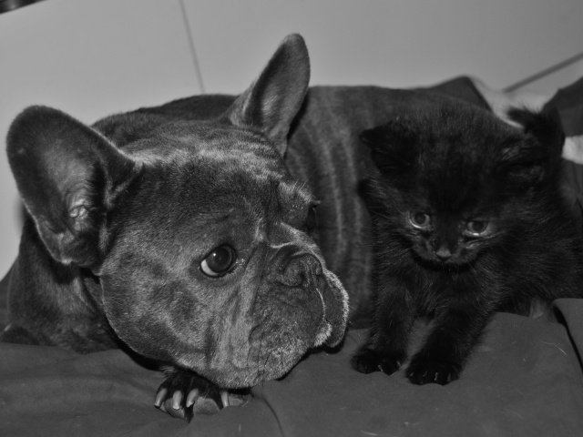 2 petits chatons males a adopter ! 64 pau Photo335
