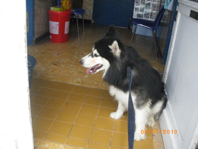 KENZO - Mâle husky 3 ans - ROUBAIX (59) ADOPTE 02_hus10