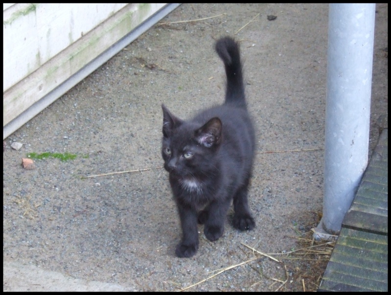 (50) 3 chatons noirs Aubade11