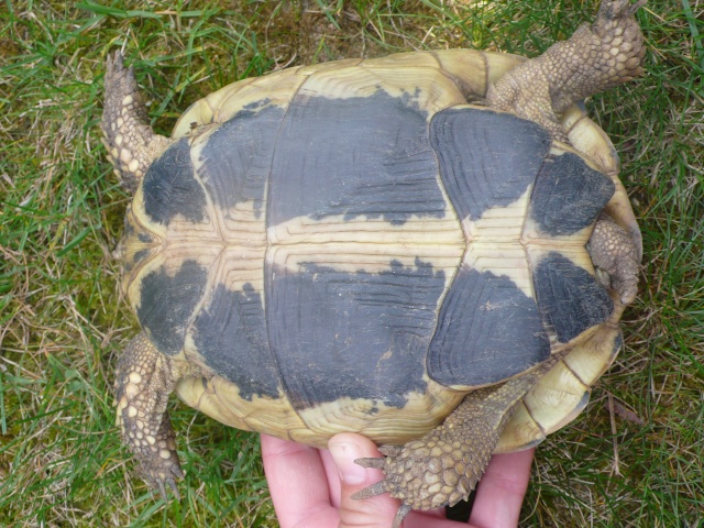 Identification de ma famille tortue P1090812