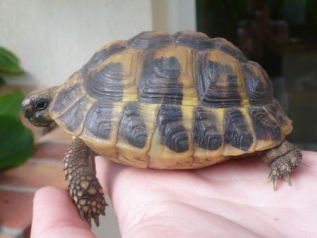 Identification de ma famille tortue P1090818