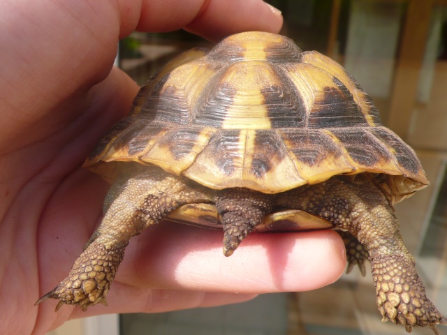 Identification de ma famille tortue P1090821