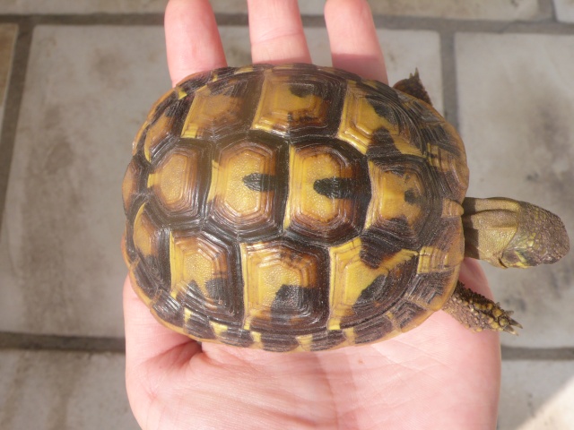 Identification de ma famille tortue P1090823