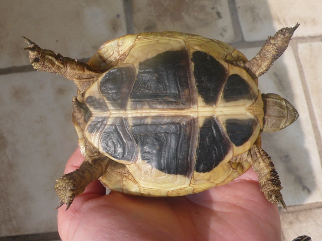 Identification de ma famille tortue P1090824