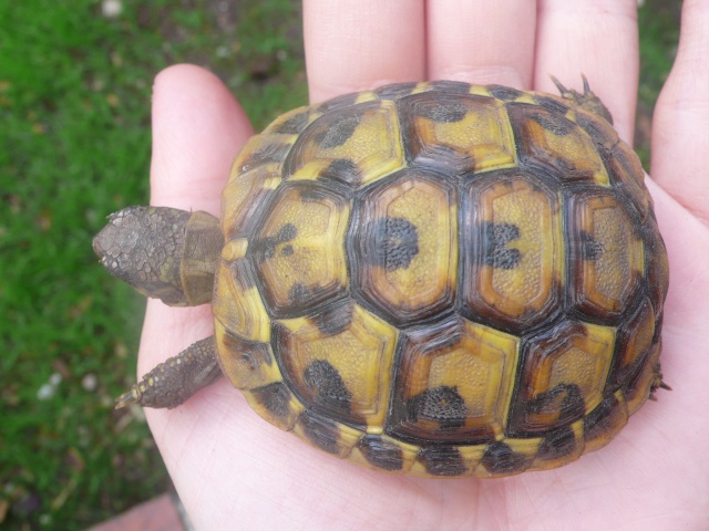 Identification de ma famille tortue P1090831