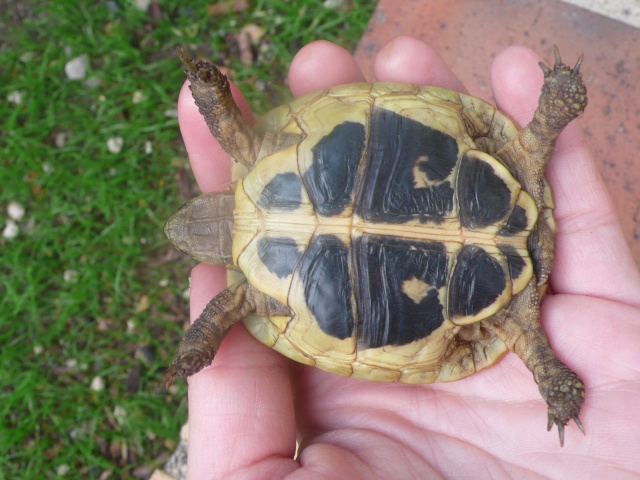 Identification de ma famille tortue P1090832