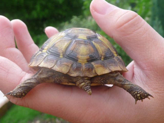 Identification de ma famille tortue P1090833