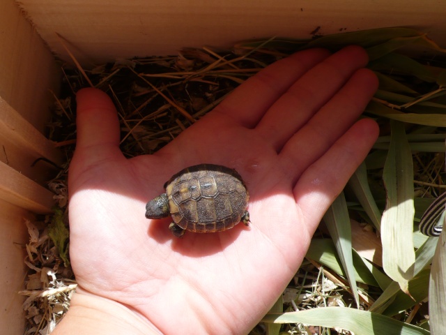 Identification de ma famille tortue P1090834