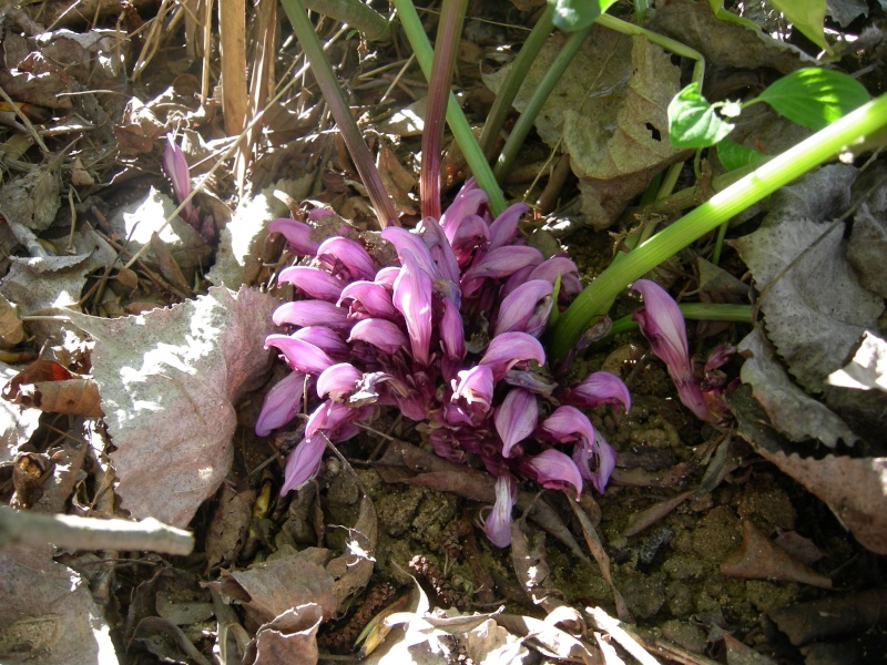 petites 'fleurs'' inconnues de MÔA,  Lathraea clandestina Dscn1410