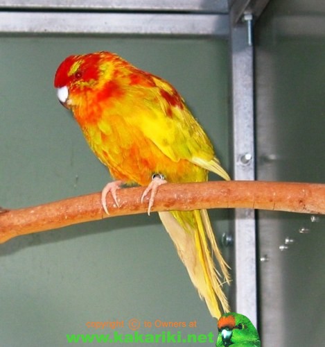 Kakariki Red Panaché Kakari11