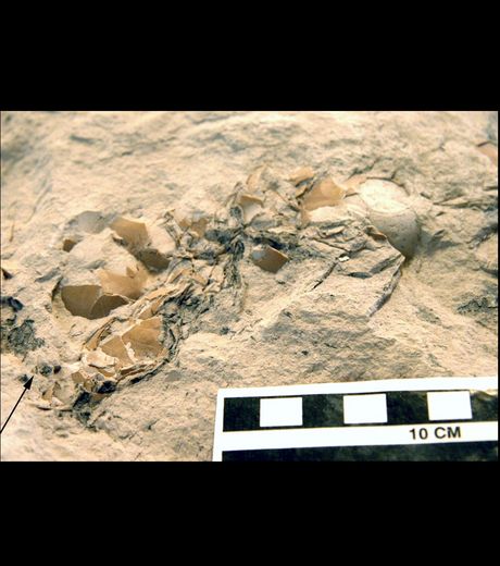 Un nid de flamant préhistorique découvert avec ses oeufs Le-nid10