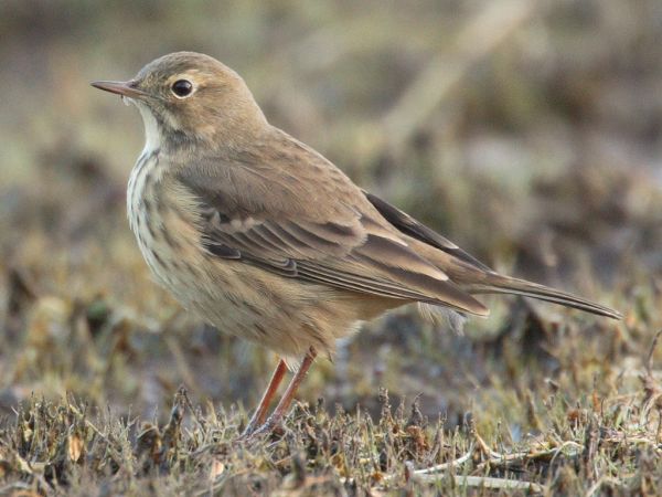 De passage dans nos champs : le pipit et la buse Photo_20