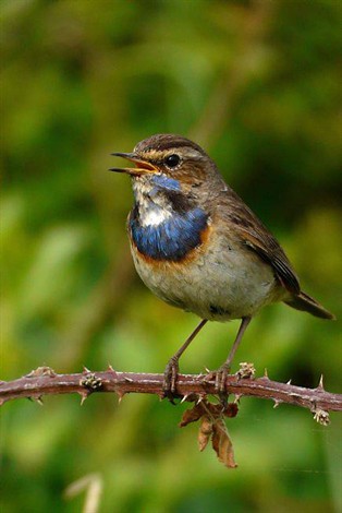 Le Petit Oiseau Bleu Colore Les Marais Salants