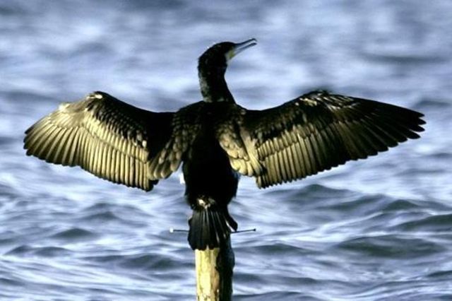 Les grands cormorans planent sur Genève Topele12