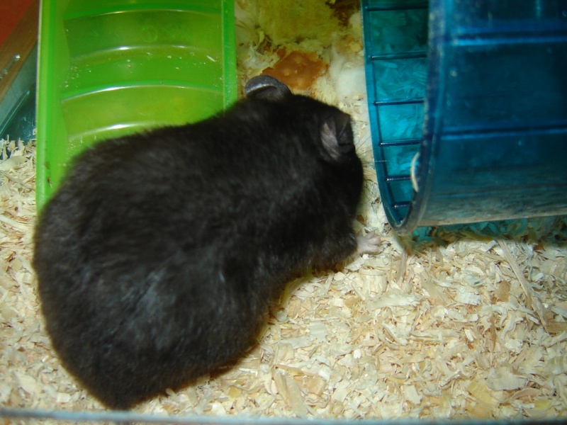 mes femelle hamster Dsc01812