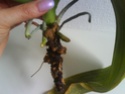 Concerne le tronc des phalaénopsis N_2_a110